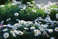 DSC_6090.jpg
