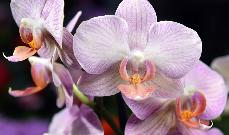 orchidea.jpg