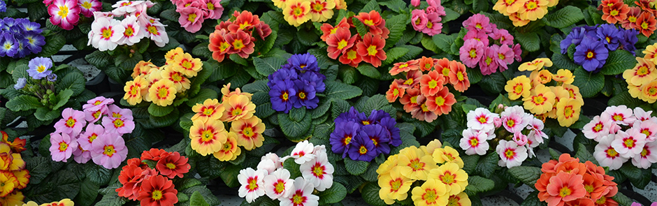 Primula