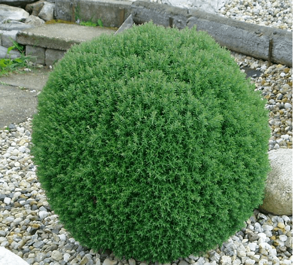 Teddy thuja a kertben